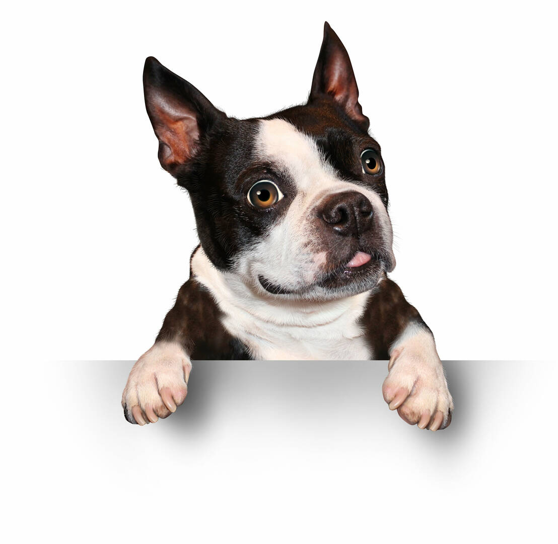 Alta Animal Hospital