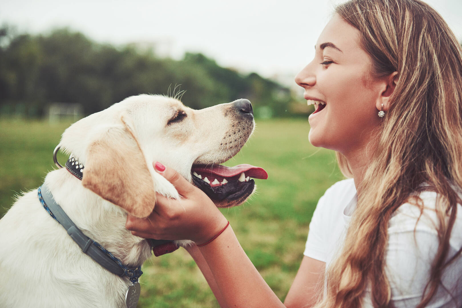 Alpha Buddy Dog Training