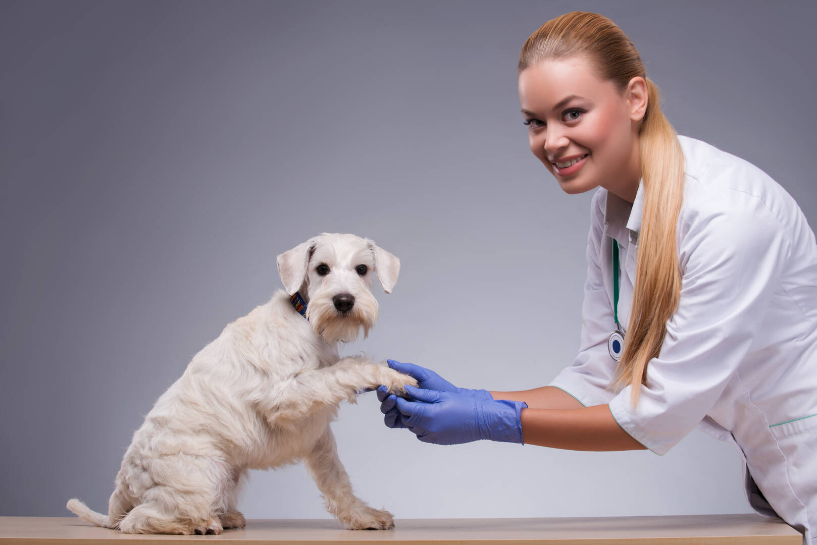 Elemental Pet Vets