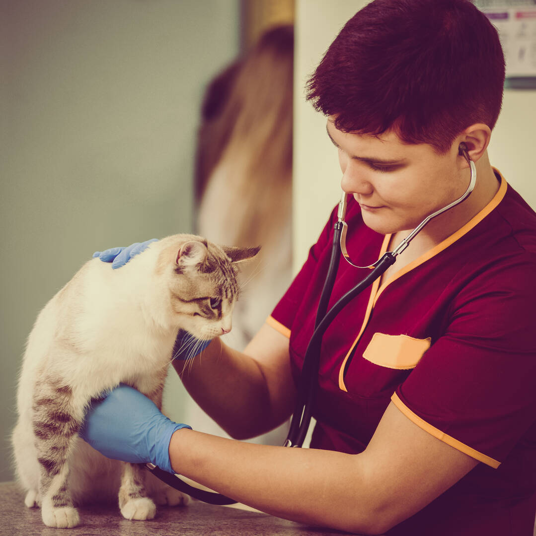 Animal Care Hospital