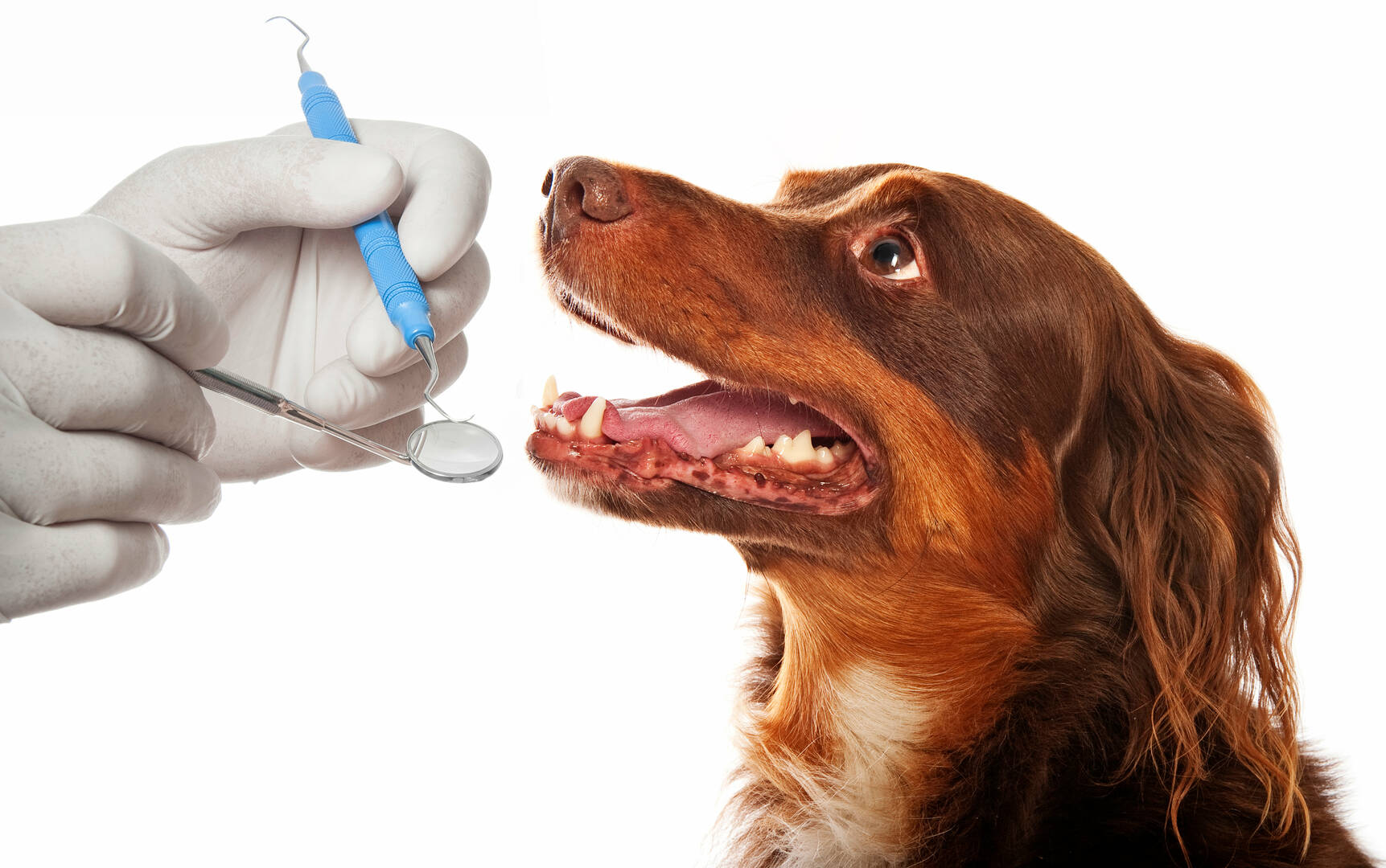Angel Pet Hospital
