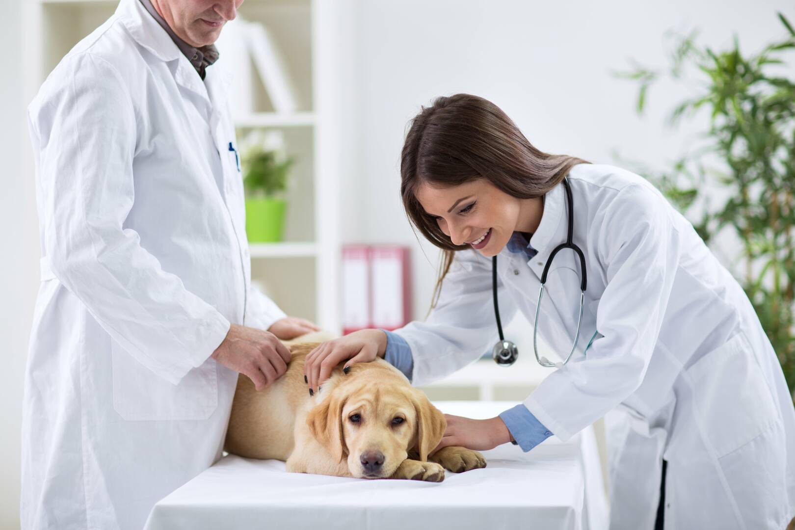 1st Pet Veterinary Centers