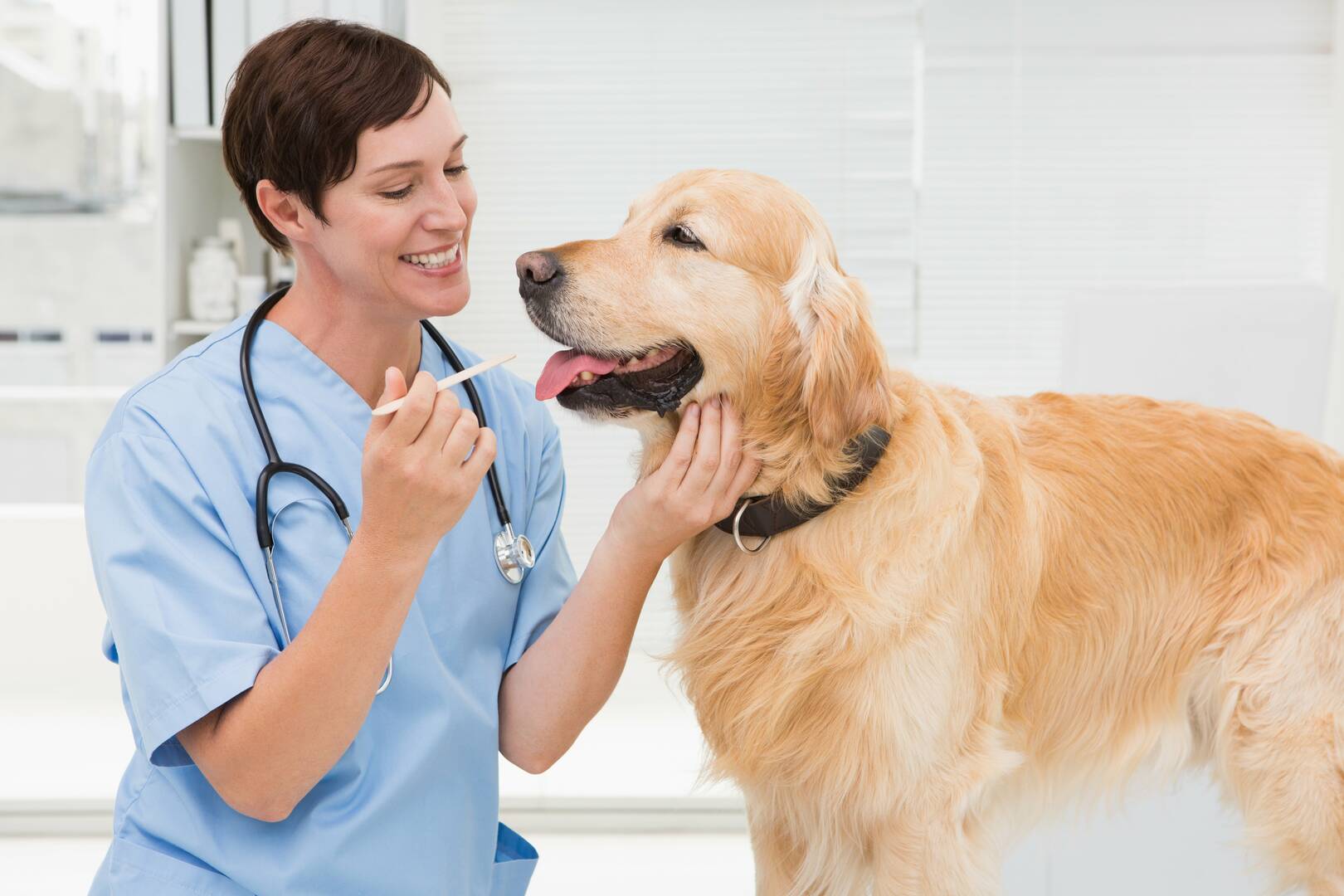 Litchfield Veterinary Hospital