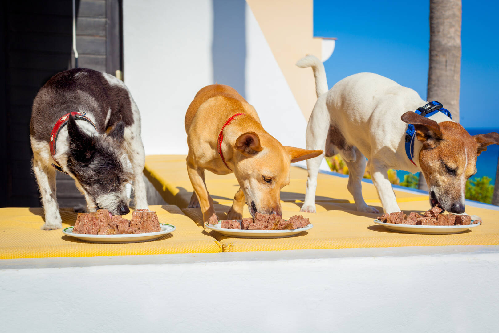 Pooch Perks